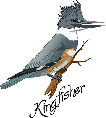 The belted kingfisher is a cute bird.  Take him with you when you go birding.  A beautiful design from Great Notions.のイラスト素材
