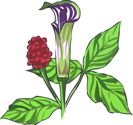 A beautiful flower for a great summer time tropical project.のイラスト素材