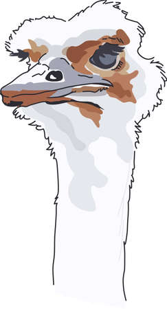 A beautiful ostrich will look nice on a nature project.のイラスト素材