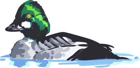 A beautiful duck will look nice on a nature project.のイラスト素材
