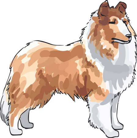A beautiful collie will make a great design for a dog lover's project.のイラスト素材