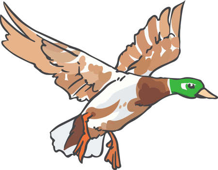 Hunters will love to have this duck in their sights.のイラスト素材