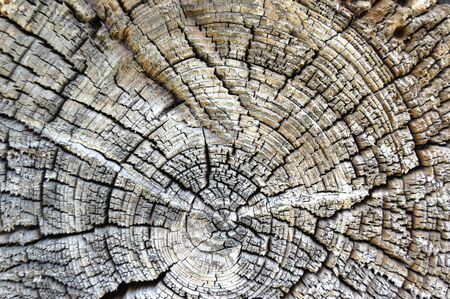 Close-up wooden cut texture for backgroudの写真素材