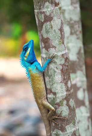 Tropical colorful lizard on the treeの写真素材