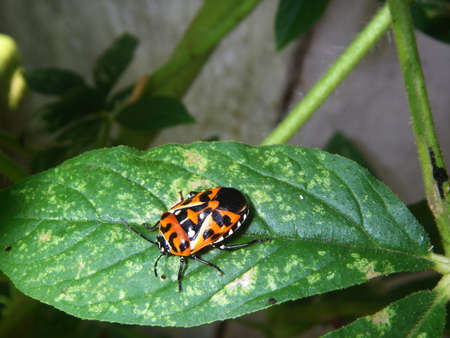 Harlequin Bug photographed in North Carolina.