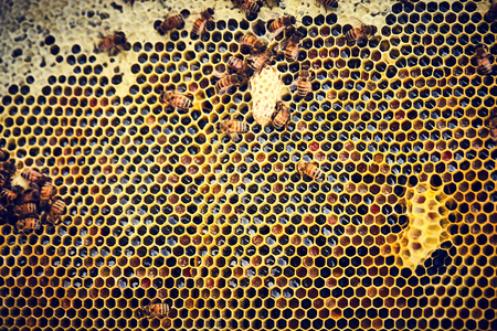 Close-up of honeycombs with beesの写真素材