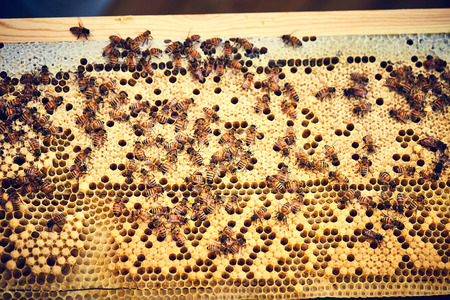 Close-up of bees capping cells on hiveの写真素材