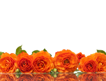 Orange roses in line on white backgroundの写真素材