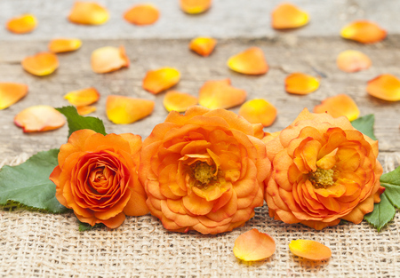 Three orange roses on table. Beauty conceptの写真素材