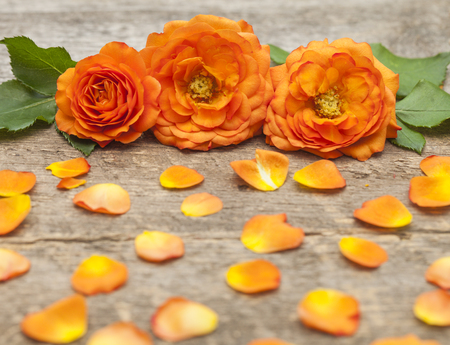 Three orange roses on table. Beauty conceptの写真素材