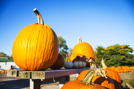 Fresh pumpkins on bench outdoorsの写真素材