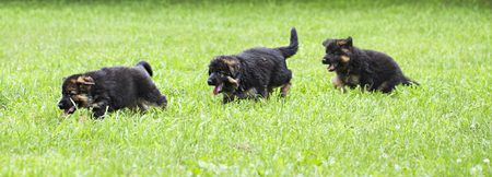 Beautiful German Shepherd puppies running in field outside at summerの写真素材