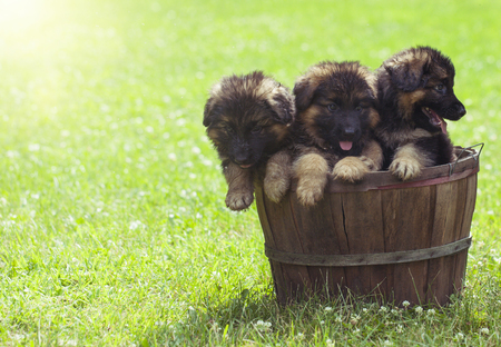 Beautiful German Shepherd puppies in the basketの写真素材