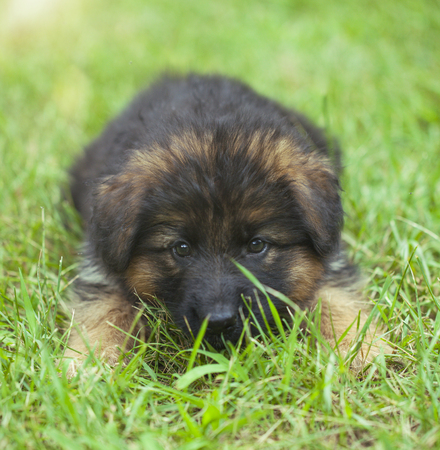 Beautiful German Shepherd puppy sitting on green grassの写真素材