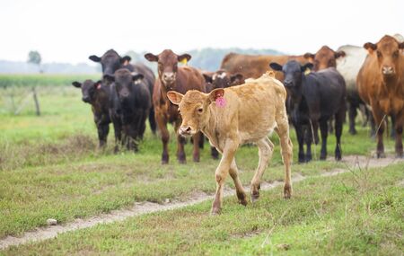 Redhead calf walking at cattle farm. Cows grazing in countryside. Ranch, livestock, animal breedingの写真素材