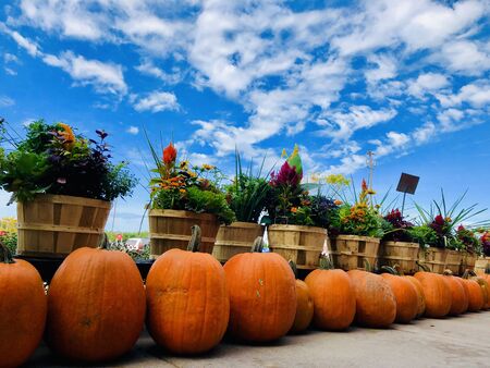 Row of wooden flowerpots with flowers and pumpkins on background of blue cloudy sky. Harvest, Thanksgiving day, Halloweenの写真素材
