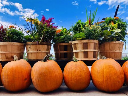 Close-up of pumpkins and wildflowers in wooden pots on background of blue cloudy sky. Harvest, Thanksgiving day, Halloweenの写真素材