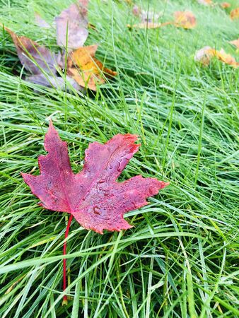 Wet red maple leaf on green grass. Fall, autumn, foliage, rainy dayの写真素材
