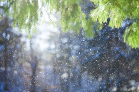 Winter background- fur tree with falling snow over sun.の写真素材