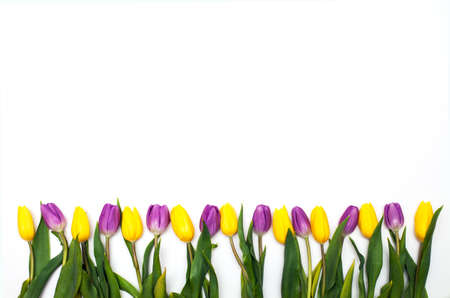 Yellow and purple tulips isolated on whiteの写真素材