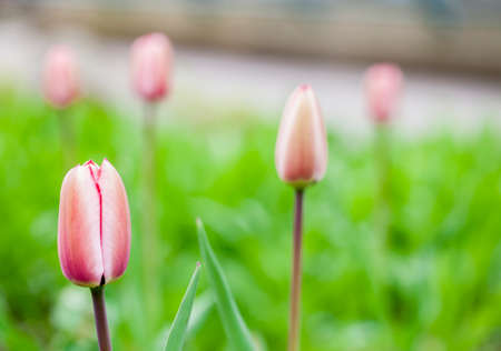 Pink tulips and green grass in the gardenの写真素材