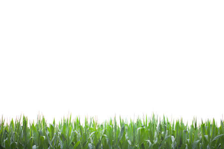 Green grass or corn isolated on the white backgroundの写真素材
