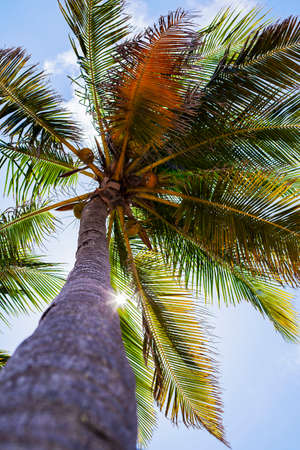 Palm during sunny day at vacation timeの写真素材