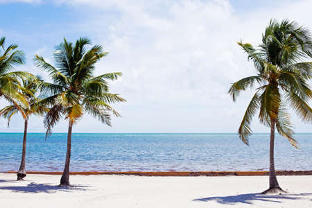 Sea or ocean with palms. Beautiful seaside landscapeの写真素材