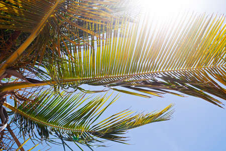 Palm during sunny day at vacation timeの写真素材