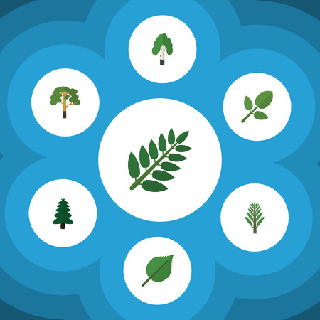 Flat Icon Natural Set Of Acacia Leaf, Linden, Timber And Other Vector Objects. Also Includes Tree, Acacia, Spruce Elements.のイラスト素材