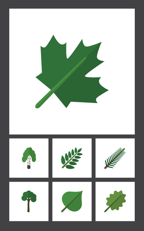 Flat Icon Ecology Set Of Acacia Leaf, Alder, Timber And Other Vector Objects. Also Includes Birch, Alder, Leaves Elements.のイラスト素材