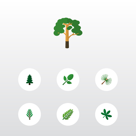 Icon flat nature set of oaken, spruce leaves, hickory and other vector objects. Also includes leaf, tree, leaves elements.のイラスト素材