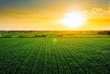 Expansive farmland with lush green crops stretching to the horizon, illuminated by the rising sunの素材
