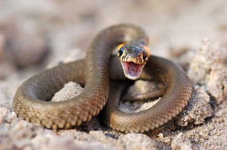 Prepares for an attack, does not wish to pose  It is impossible to interfere with the wild nature の写真素材