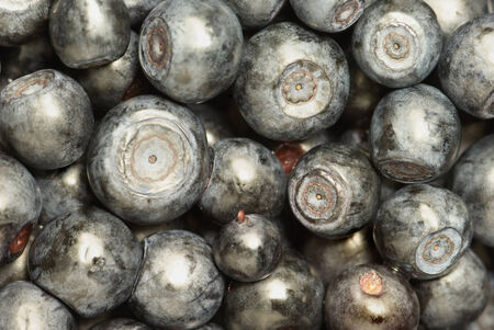 Bilberry-very a useful berry  it has a lot of vitamin-c   の写真素材