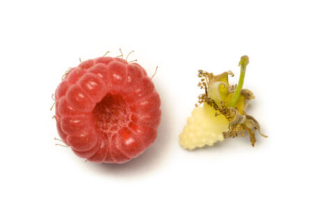 Raspberry very useful berry.  It contains many vitamins and ascorbic acid  treats cardiovascular diseases  の写真素材