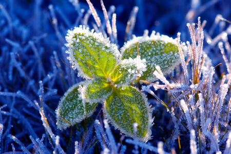 Beautiful green petal (winter, hoarfrost). A dark blue background.の写真素材