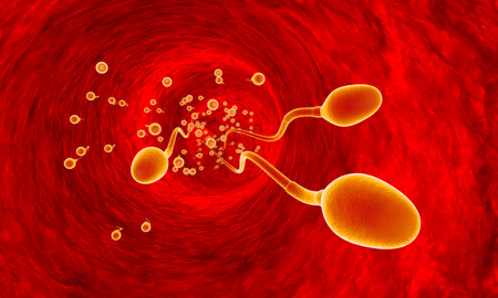 Competing spermatozoa. Movement of spermatozoa through the fallopian tubes. Sperm, fertilization. 3D illustration.の写真素材