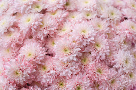 Pink chrysanthemums background. Flowers wallpaper. Bouquet of chrysanthemums.