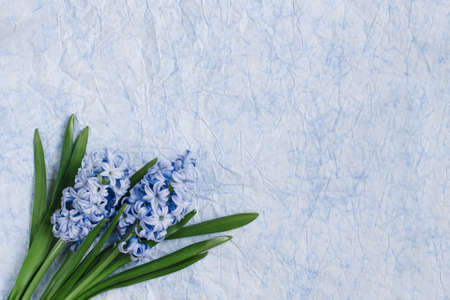 Blue hyacinths on blue background. Spring flowers. Wallpaperの写真素材