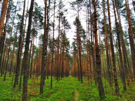 A dense, overgrown, coniferous forestの写真素材