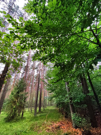 The middle of a charming green forestの写真素材