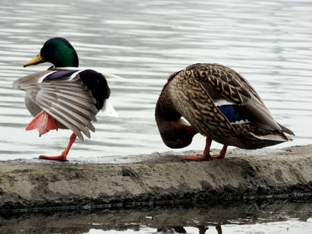 Photo of two duck on the lakeの写真素材