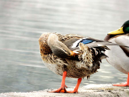 Photo of a duck on the lakeの写真素材