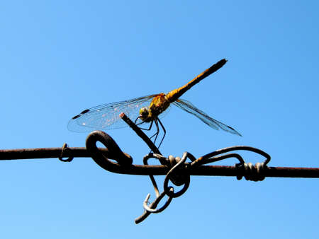 Close up photo of a dragonfly in the farmの写真素材