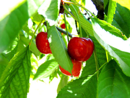 Close up photo of red cherry on the tree
