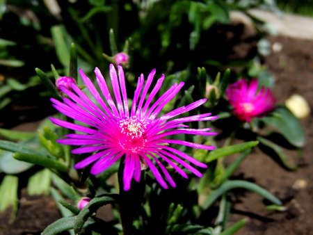 Close up photo of a beautiful pink flowerの写真素材