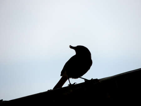 Close up photo of a beautiful small sparrowの写真素材