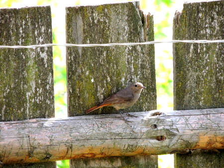 Close up photo of a beautiful small sparrowの写真素材