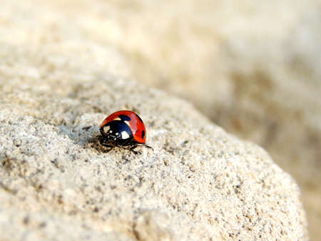Close up photo of a beautiful ladybird 